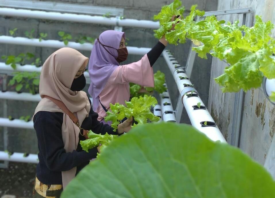 Semangat #Dirumahaja, GenBI Jember Adakan Sharing Hidroponik