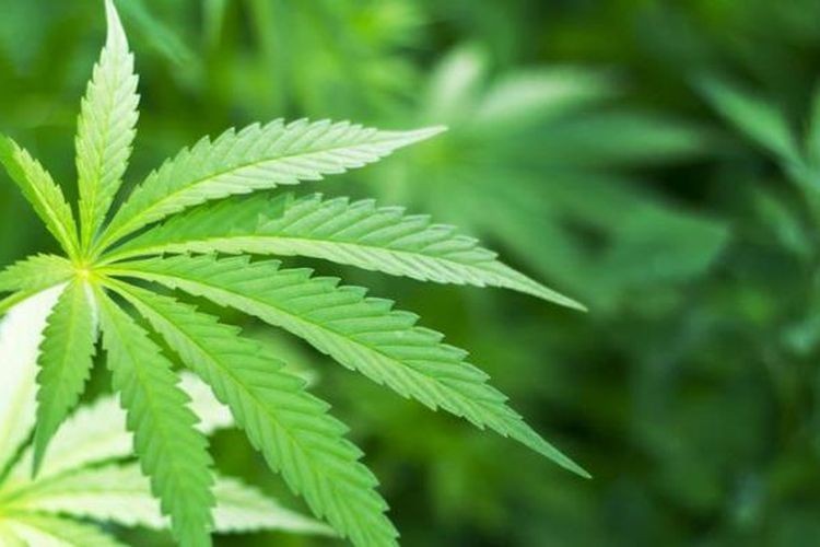 Maroko Akan Melegalisasikan Ganja digunakan Untuk Medis