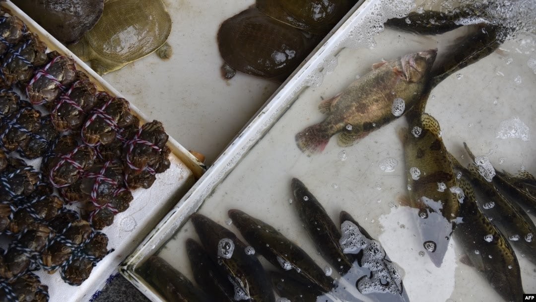 WHO Meminta Kepada Semua Negara di Dunia Untuk Menghentikan Penjualan Mamalia Hidup di Pasar